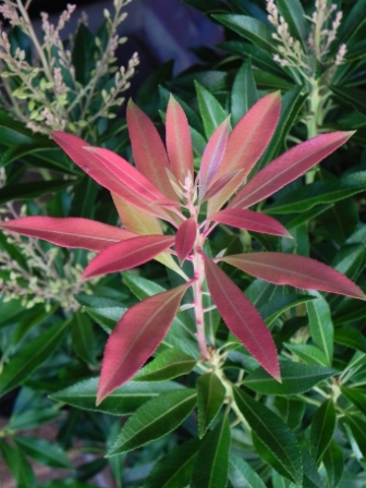 Andy Mcindoe S Designer S Diary Pieris Perfect For Pots In Shade