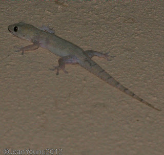 house gecko eggs