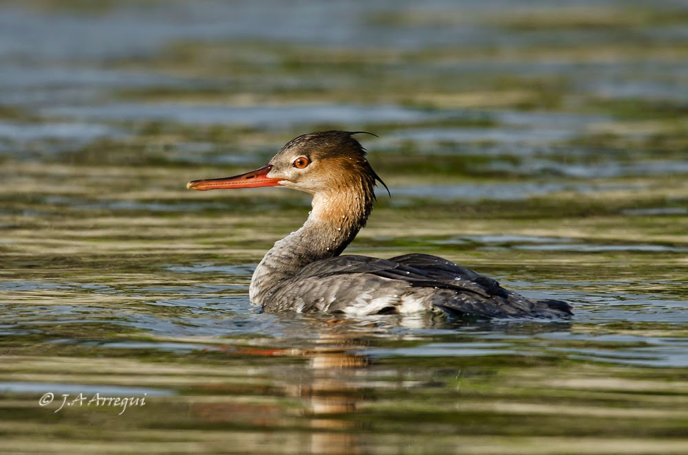 Serreta mediana, Mergus serrator, Red-breasted Merganser Serreta mediana, Mergus serrator, Red-breasted Merganser