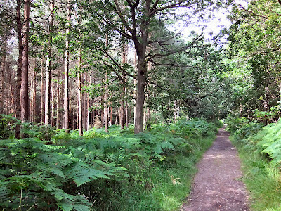 Once into Park Wood the path veers slightly to the right. Carry on in ...