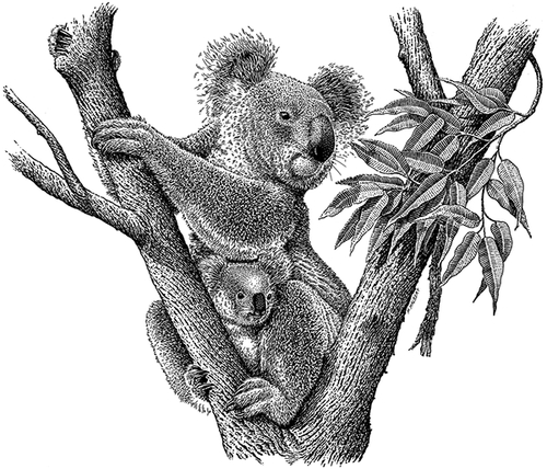 16-Koala-Michael-Halbert-Scratchboard-Images-of-Animals-and-Architecture-www-designstack-co