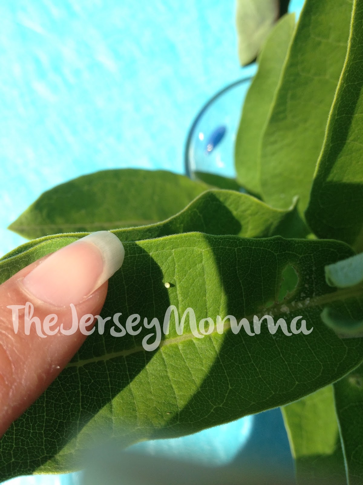 The Jersey Momma How to Raise Monarch Butterflies A Basic Guide