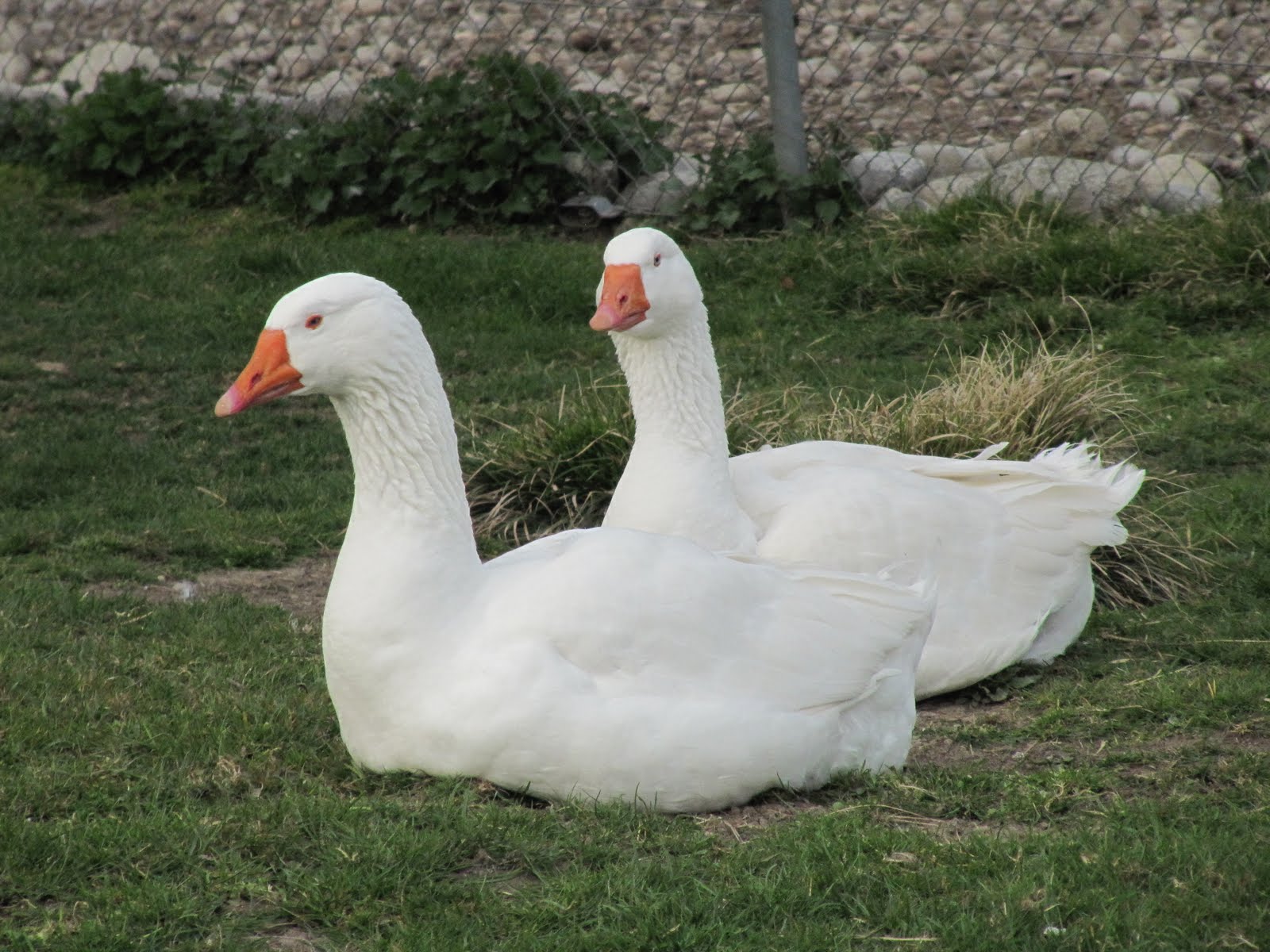 LE MAXIMUM 2 magnifiques oies photo 100 gratuite