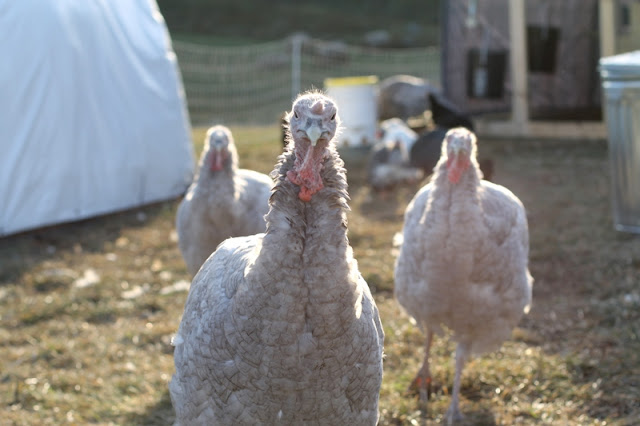 Could turkeys really be any more adorable??