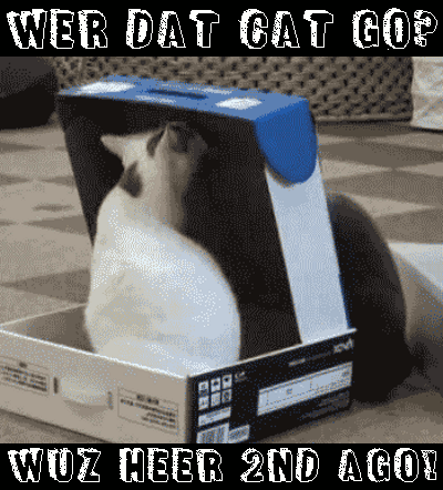 Abra CAT dabra GIF of magic cat