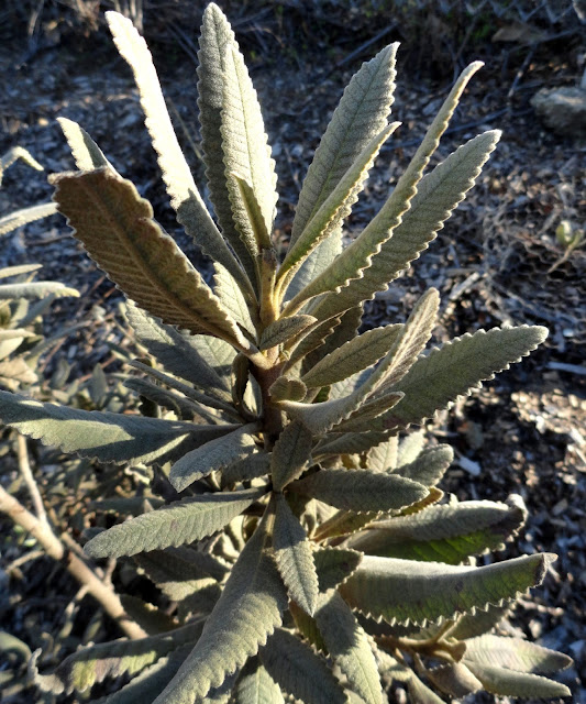 Future Plants By Randy Stewart Pittosporum