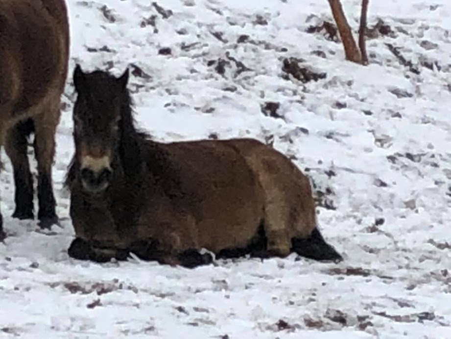 snow ponies