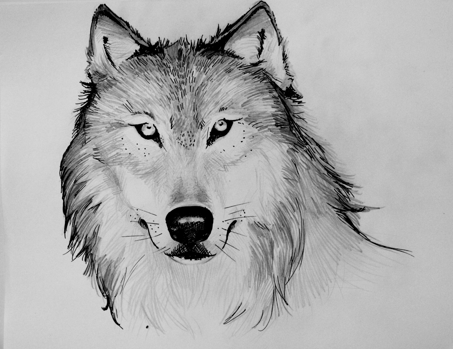 Cute Drawings Sketched Wolf for Beginner