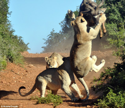 Pictures Hungry Lion vs Antelope
