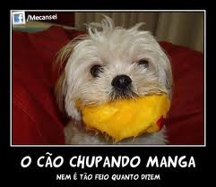 Você já viu o cão chupando manga?