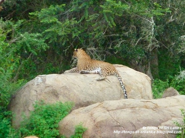 parc national de Yala au Sri Lanka le leopard