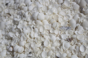 Billions of shells like these, Denham WA