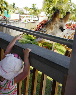 Lion Country Safari Lion Country Safari