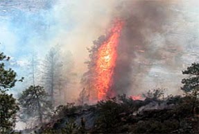 INCÊNDIOS FLORESTAIS