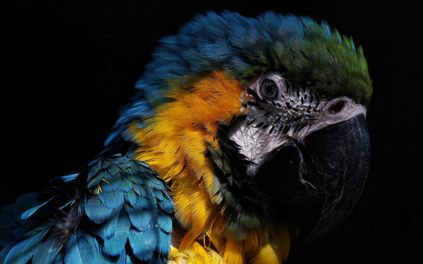 http://1.bp.blogspot.com/-v1BtK-XHrak/UCQQ3oLK88I/AAAAAAAAAMA/zyfWljh5_cs/s1600/hd-parrot-wallpaper-with-a-beautiful-yellow-blue-parrot-background-picture.jpg