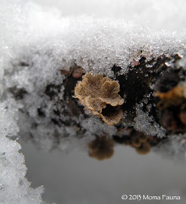 A gratuitous photo of fungi & snow. (Because I cannot help myself.)