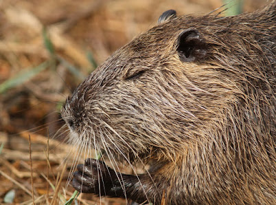 Coypu