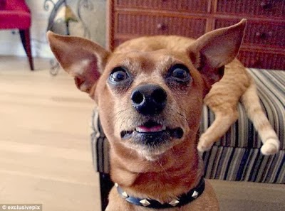 funny chihuahua pictures,funny dog pictures,funny pictures of dog,funny pet pictures,funny animal pictures,funny puppy pictures