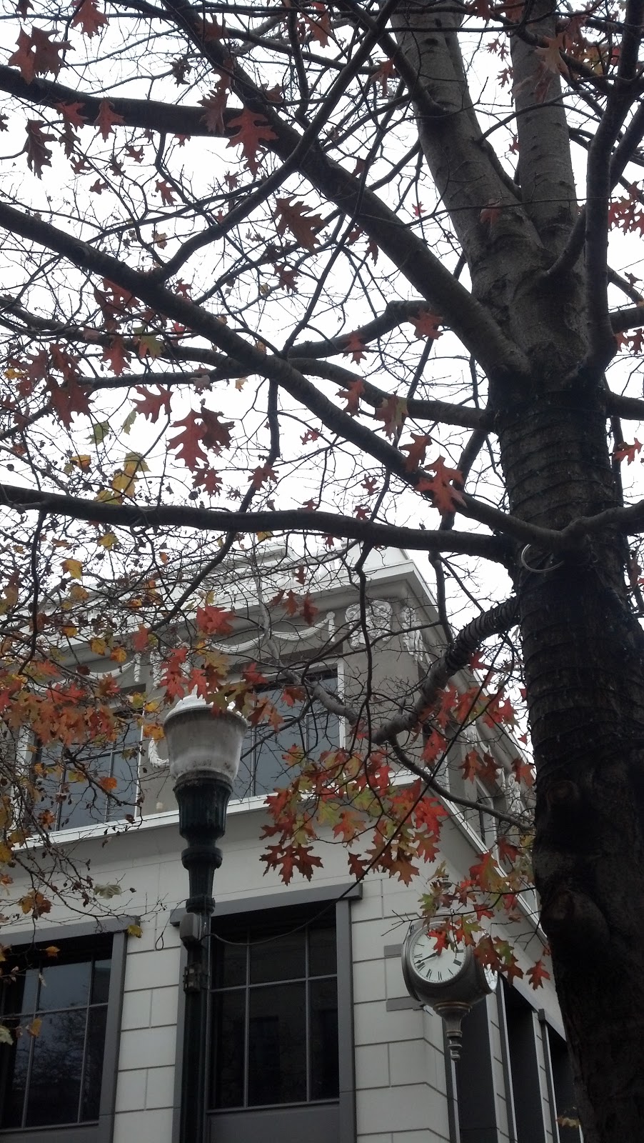 Future Plants By Randy Stewart Escallonia