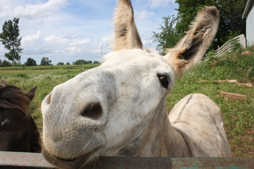 Field Notes Cumberland County, Nova Scotia Happy Donkey