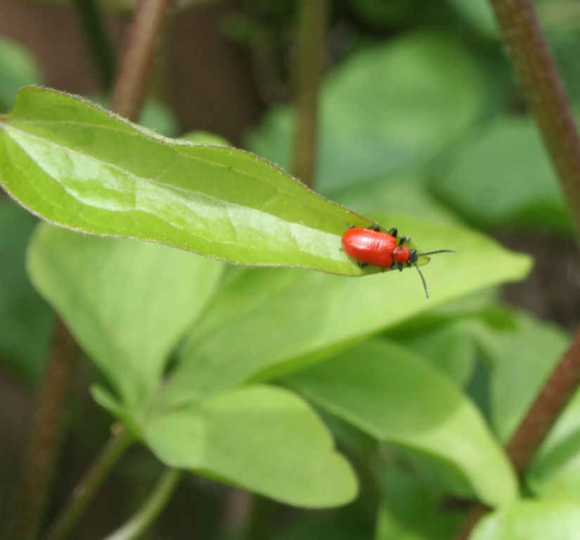 Our Garden Journal Garden Pests Those Dreaded Red Lily Leaf Beetles