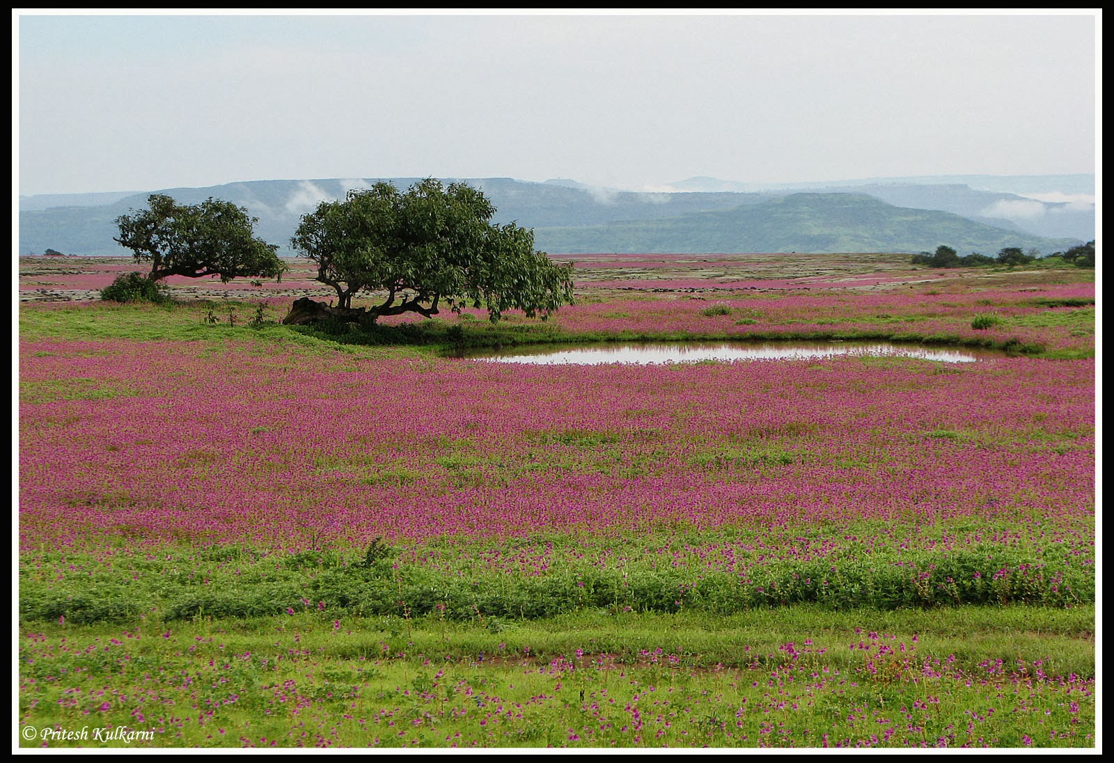 Travel blogs Maharashtra’s valley of flowers Kaas plateau