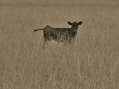 Calf in a field