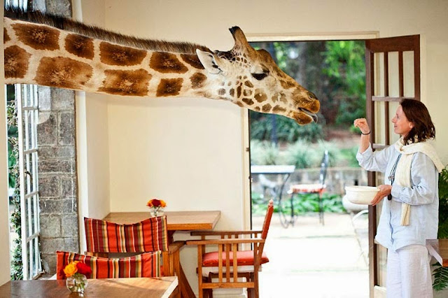 Desayunando con jirafas en Kenia