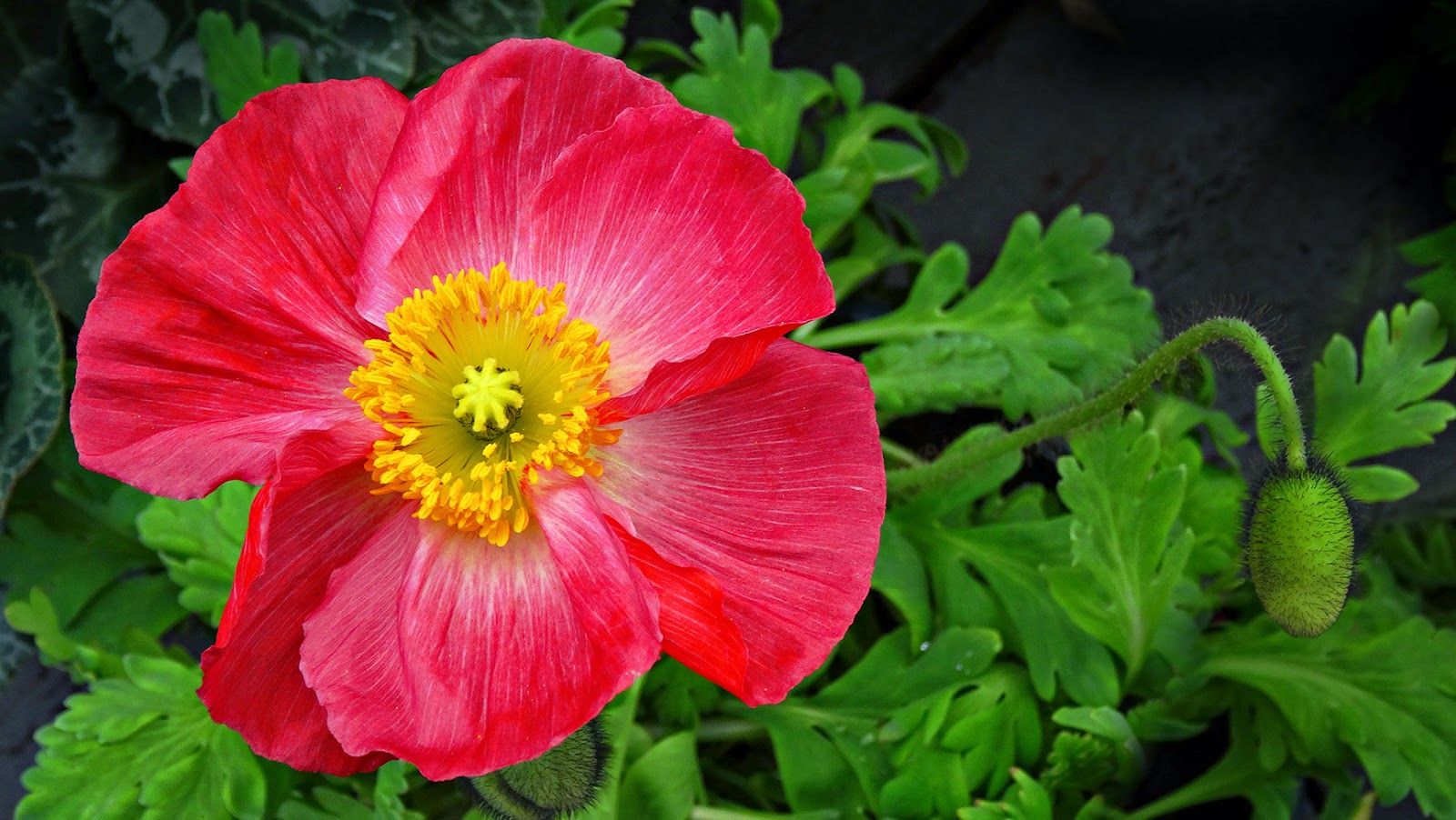 FLORAL FRIDAY FOTOS FFF136 ICELAND POPPY