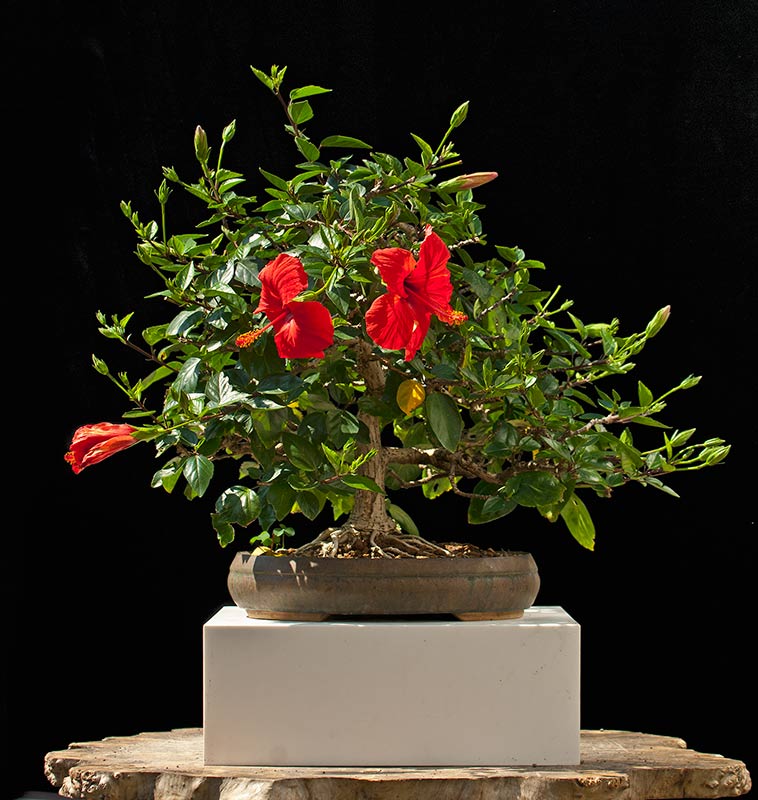 Walter Pall Bonsai Adventures Hibiscus 1