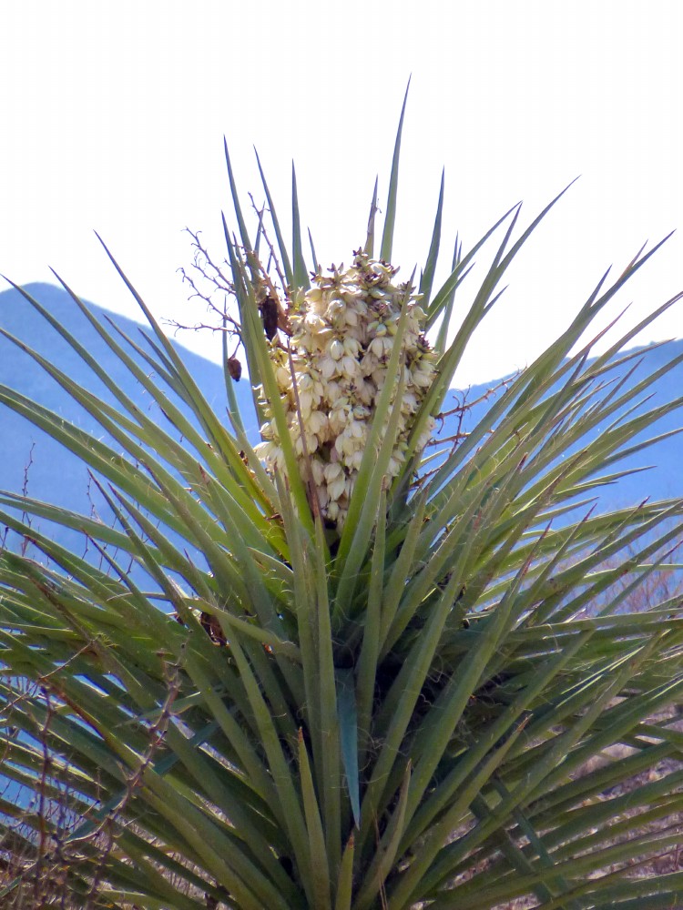 The Field Lab yucca bloom?