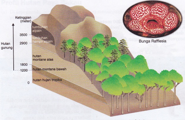 Geografi Tingkatan 1 TUMBUHTUMBUHAN SEMULAJADI DAN