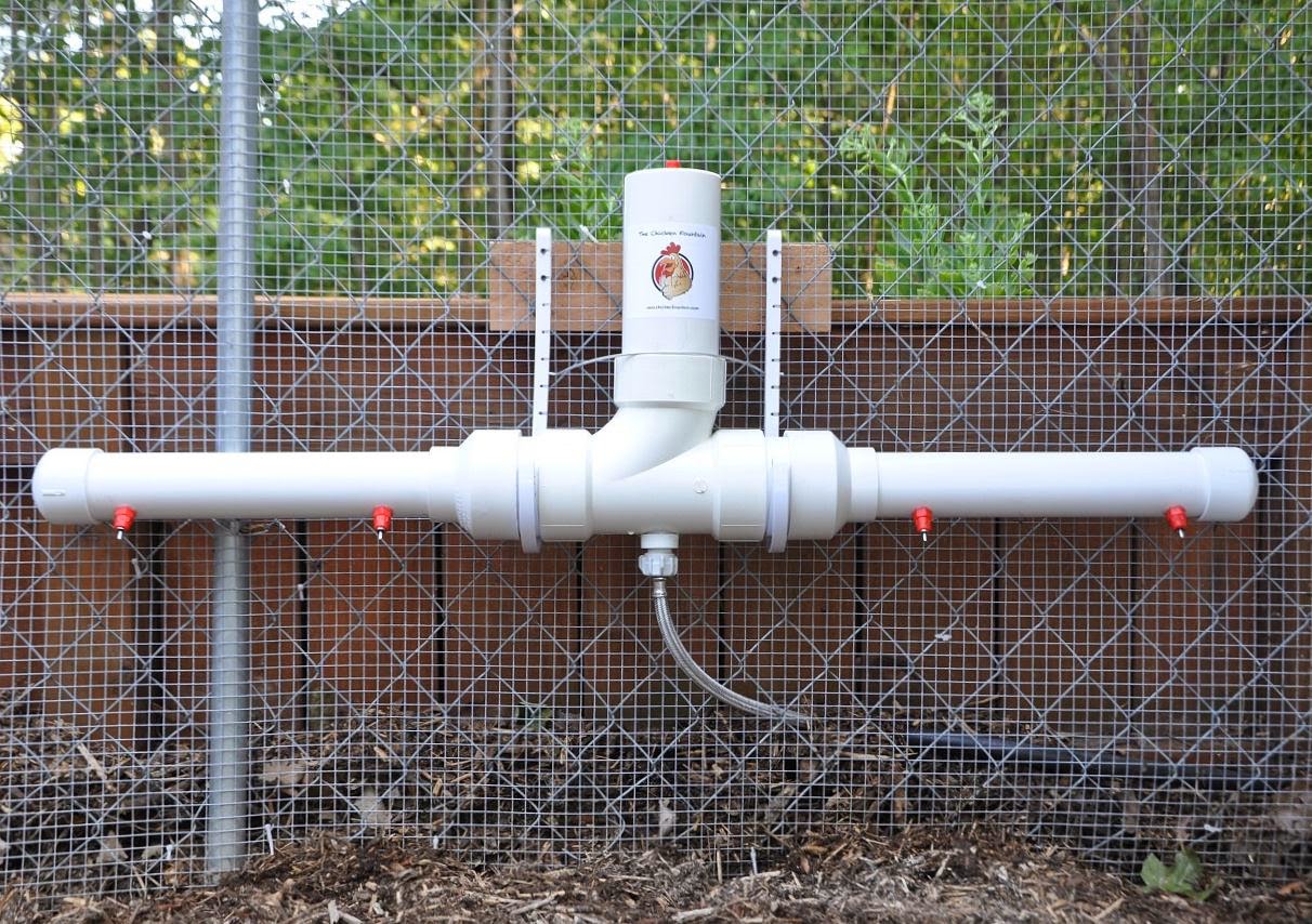 Product Review The Chicken Fountain Community Chickens