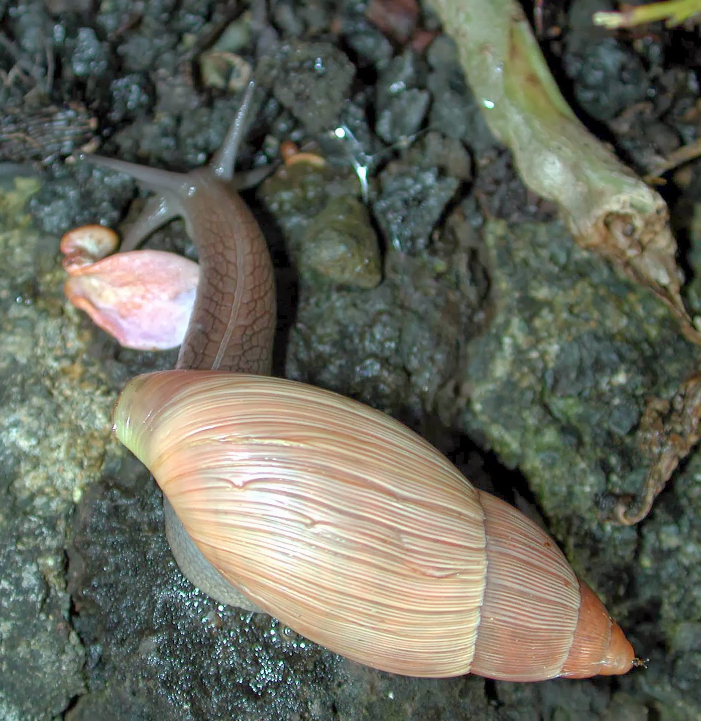 Hawaii Horticulture Cannibal Snail An Introduced Friend, or Terror?