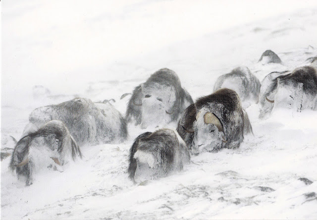 SOLID-UNCOATED: exhibition: wildlife photographer of the year.
