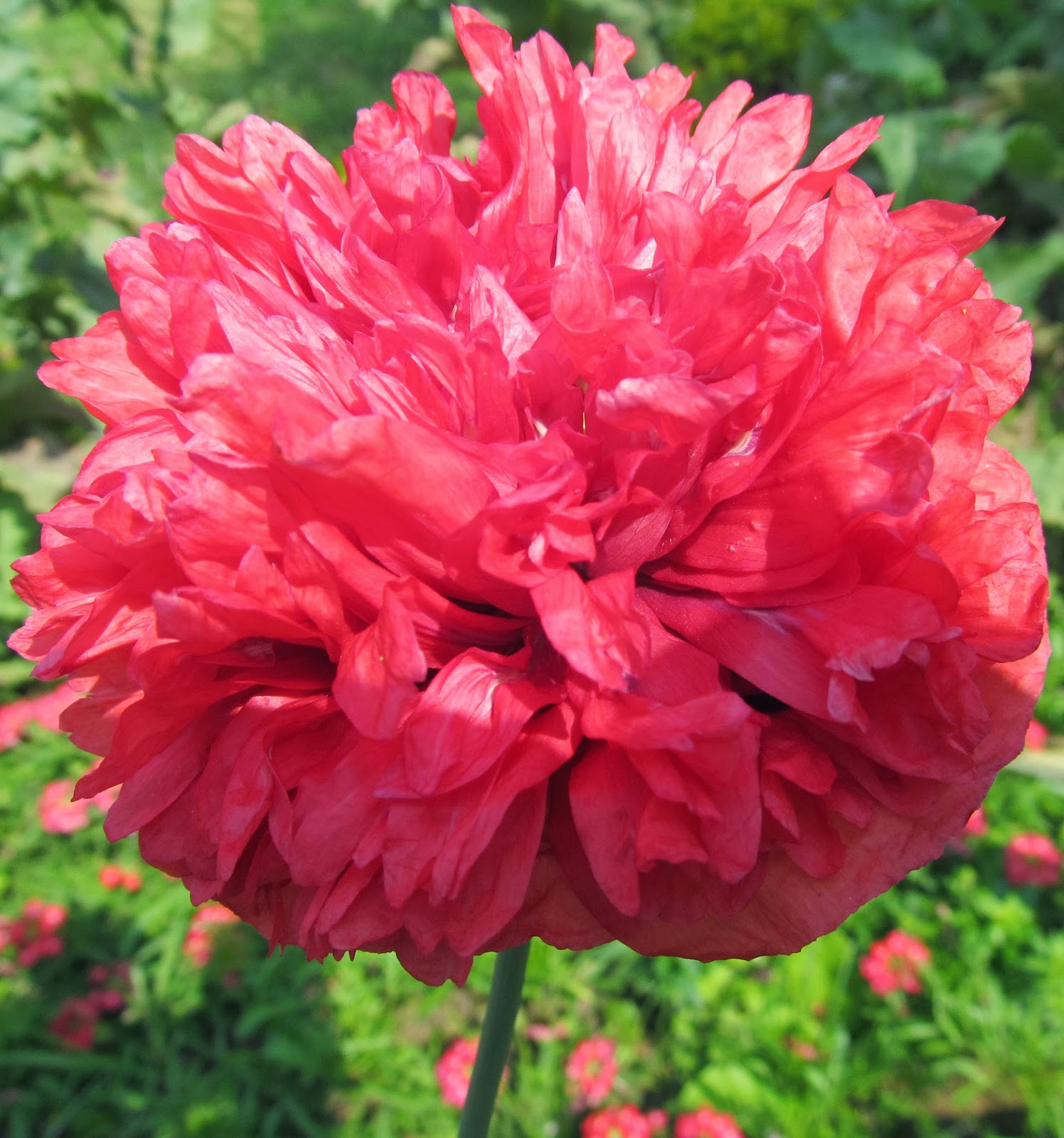 Albums 105+ Pictures What Is A Red Peony Excellent 10/2023
