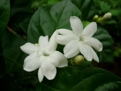 tentang cinta dan kehidupan: PASRAH TAPI TAK MERELA