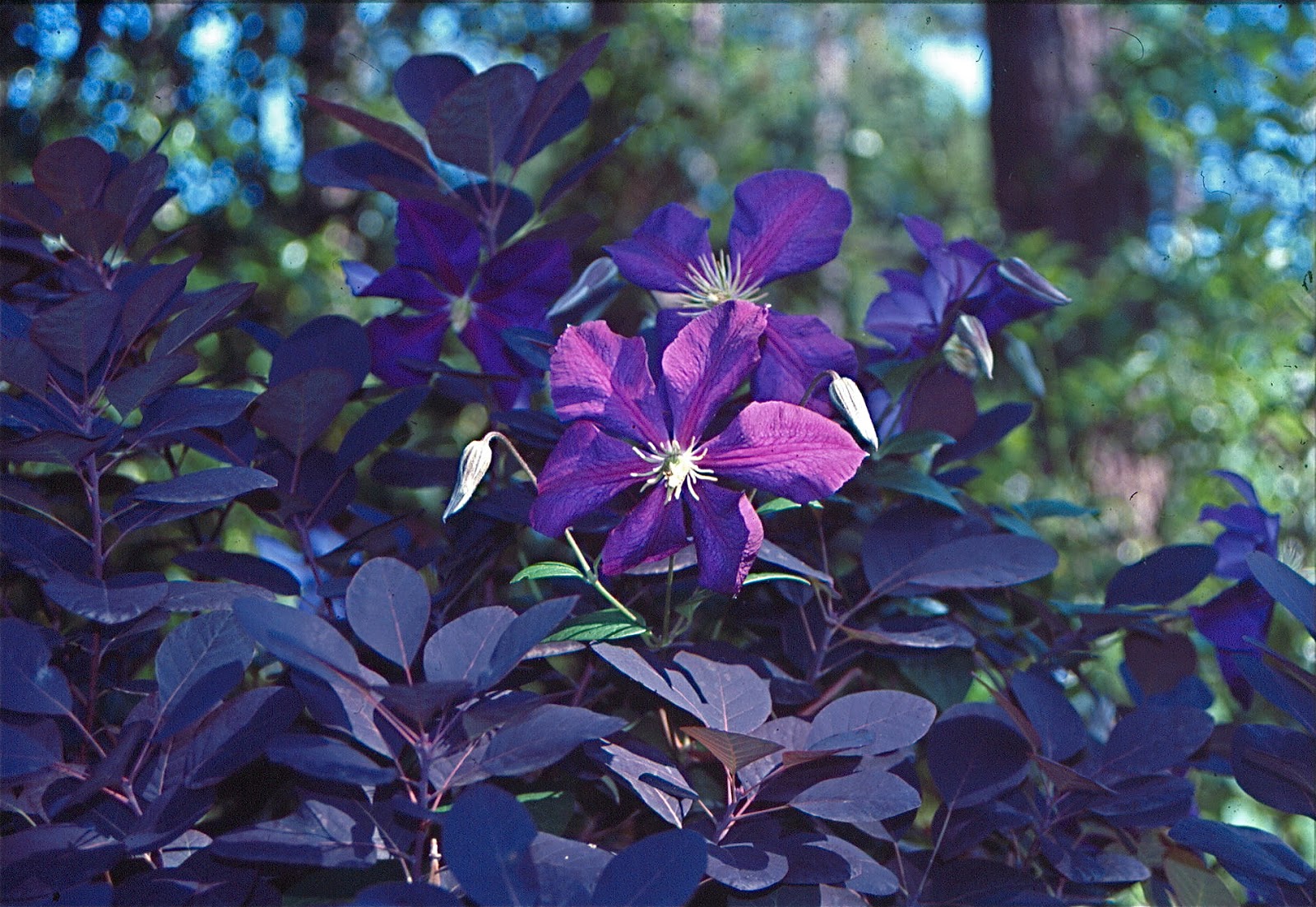 Bloomingwriter Gardening In Nova Scotia Viburnums For Autumn