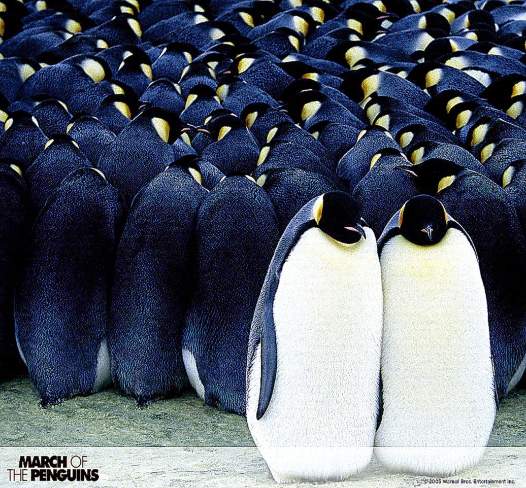 March of the Penguins Wallpaper 10006978 1280x1024 Desktop March of the Penguins Wallpaper 10006978 1280x1024 Desktop