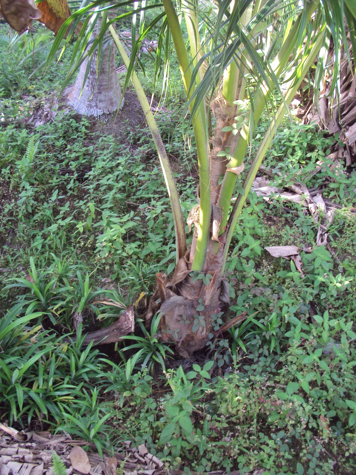 Hang Kebun: POKOK KELAPA TUMBUH TERBIAR