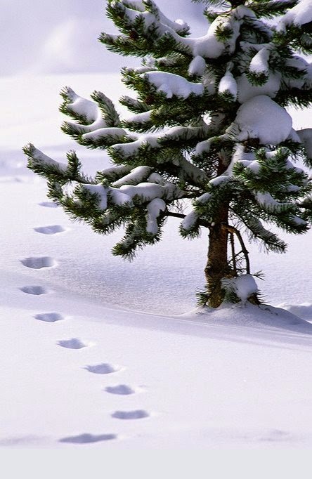 Nature concept happy year preview Happy New Year ~ Stunning nature