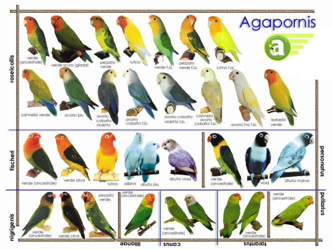 Tentang Burung Di Indonesia Gambar Burung Love Bird