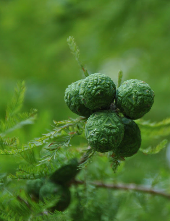 nc cedar cones