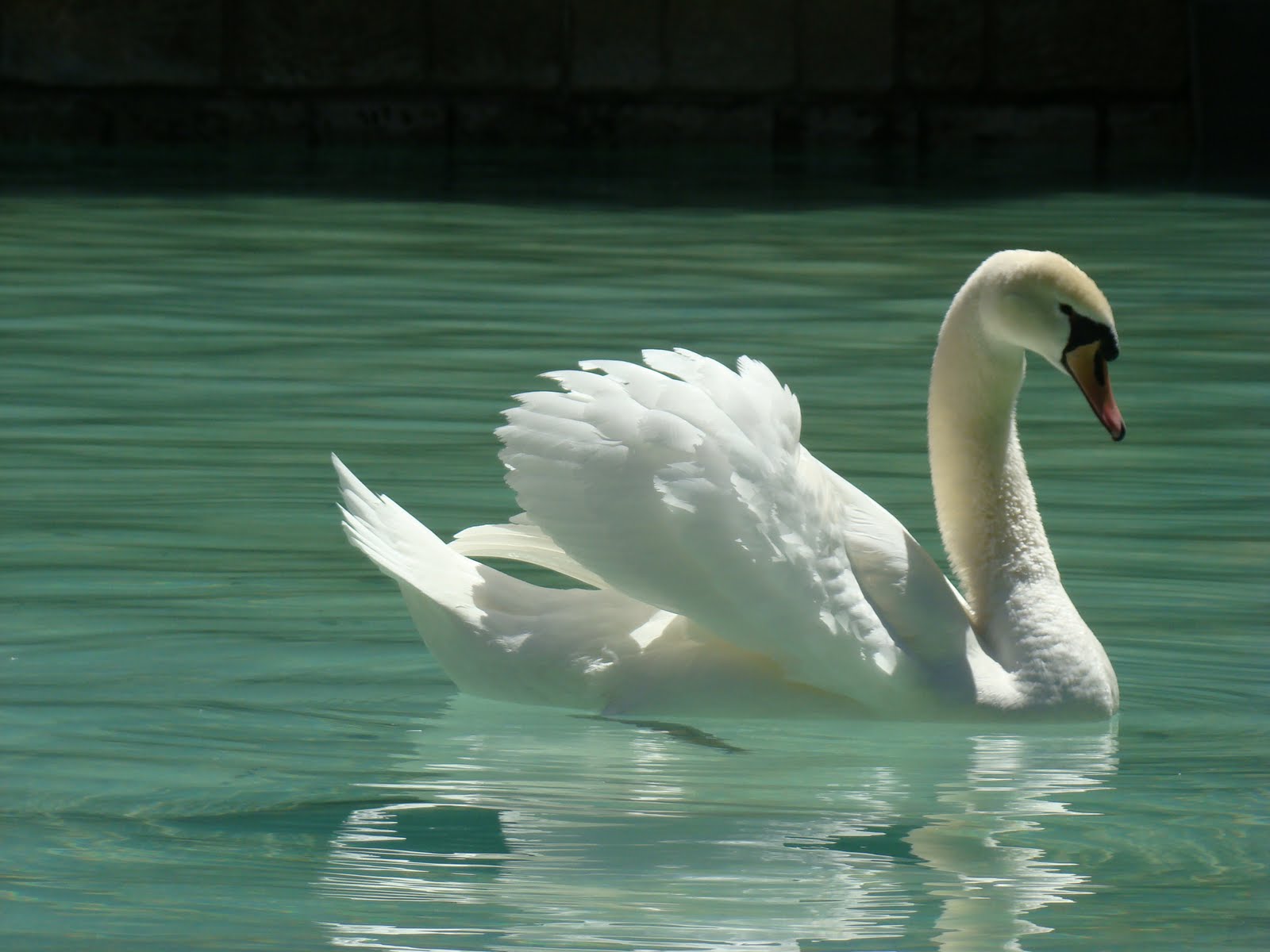 violetas EL LAGO DE LOS CISNES