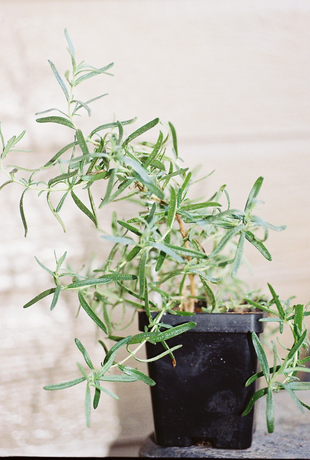 Gardening And More Rosemary Herb Plants For Sale Rosmarinus officinalis