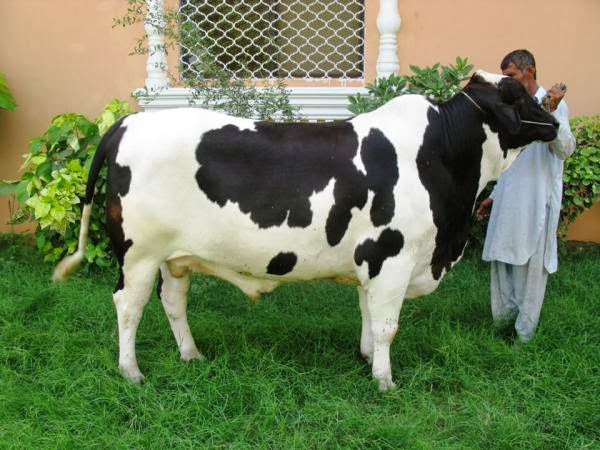 Bakra Eid Cow Qurbani Wallpapers Free Download