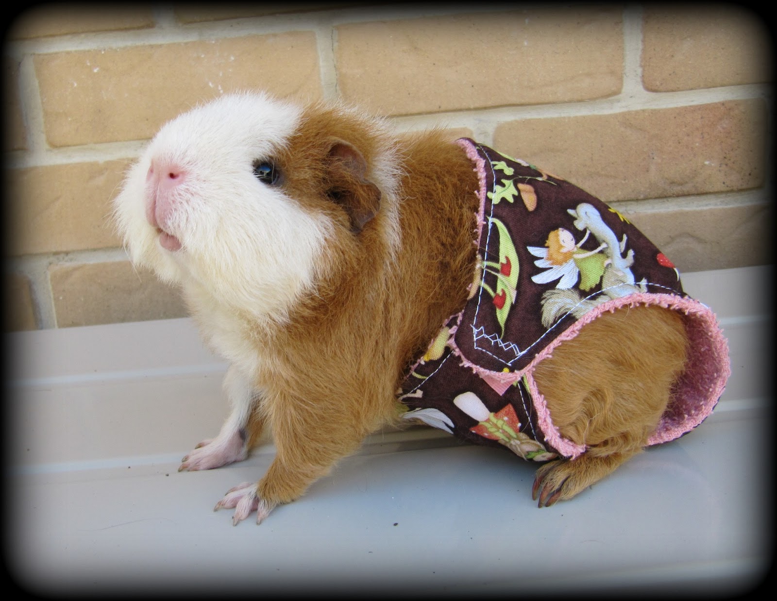 All Things Guinea Pig: Piggie Panties