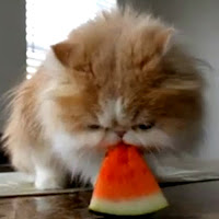 Кот ест арбуз паззл
