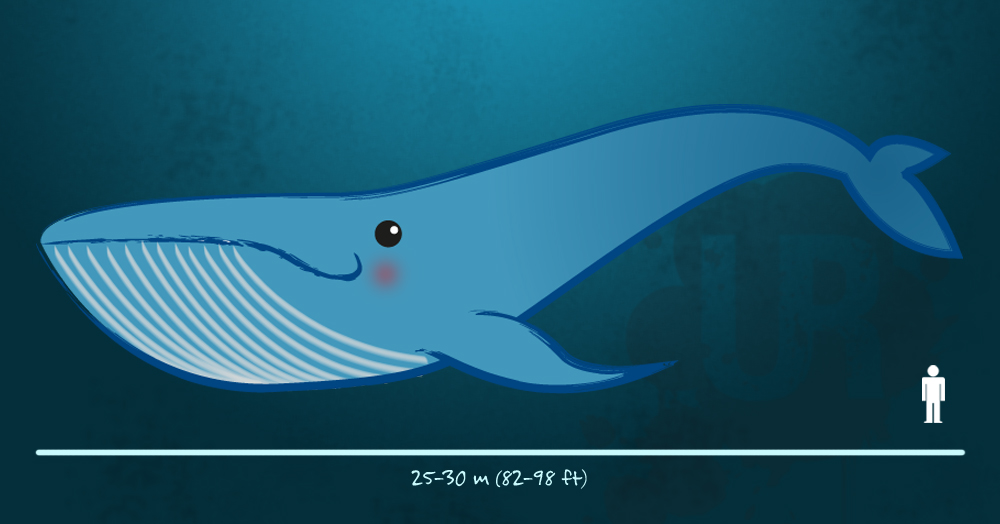 How much does a blue whale's tongue weigh?
