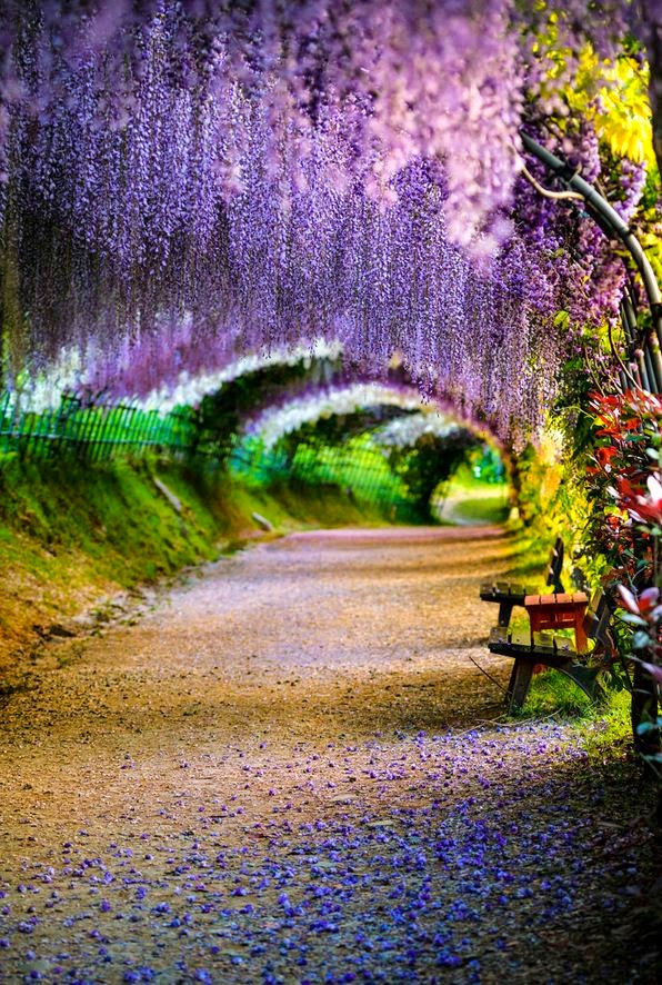 Amaze7 Wisteria flower tunnel, Kawachi Fuji Garden, Kitakyushu, Fukuoka, Japan